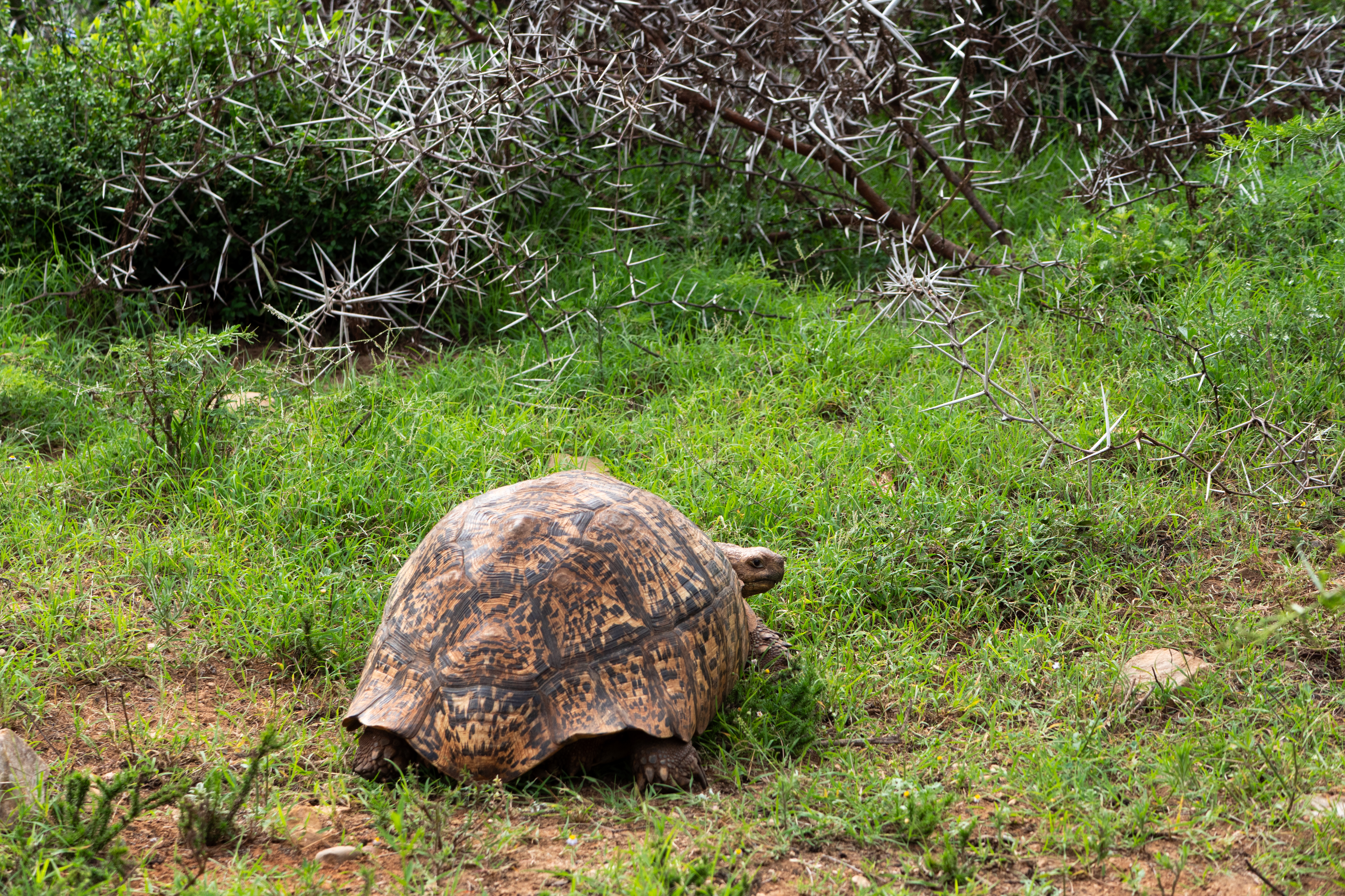 Panzerschildkröte